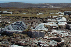 feldmark plants falkland islands